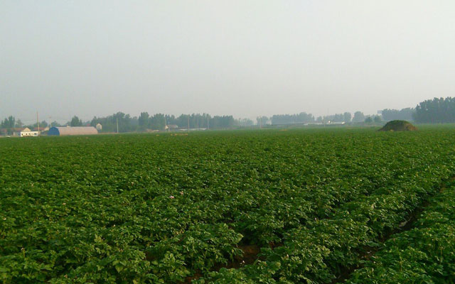 山东潍坊土豆种植基地